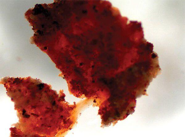 dinosaur-soft-tissue